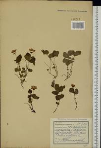 Rubus arcticus L., Eastern Europe, Northern region (E1) (Russia)