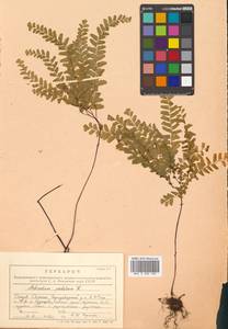 Adiantum pedatum L., Siberia, Russian Far East (S6) (Russia)