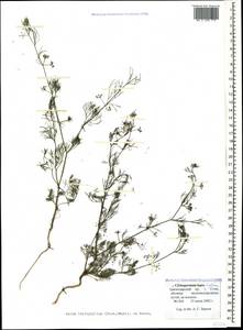 Cyclospermum leptophyllum (Pers.) Sprague, Caucasus, Black Sea Shore (from Novorossiysk to Adler) (K3) (Russia)
