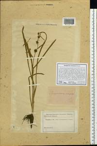 Sparganium emersum Rehmann, Siberia (no precise locality) (S0) (Russia)