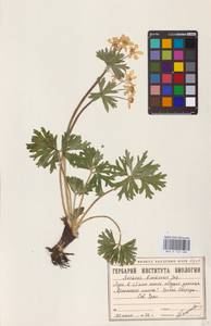 Anemonastrum biarmiense (Juz.) Holub, Eastern Europe (no precise locality) (E0)