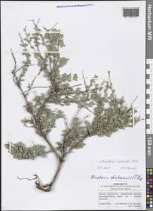 Atraphaxis replicata Lam., Eastern Europe, Lower Volga region (E9) (Russia)