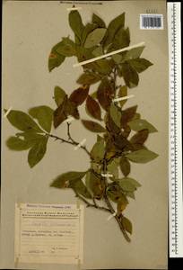 Crataegus germanica (L.) K.Koch ex Kuntze, Caucasus, Azerbaijan (K6) (Azerbaijan)