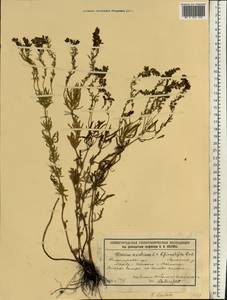 Veronica austriaca subsp. dentata (F. W. Schmidt) Watzl, Eastern Europe, Volga-Kama region (E7) (Russia)