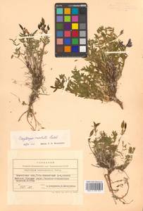 Oxytropis revoluta Ledeb., Siberia, Chukotka & Kamchatka (S7) (Russia)