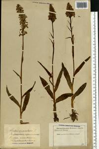 Dactylorhiza maculata (L.) Soó, Eastern Europe, Latvia (E2b) (Latvia)