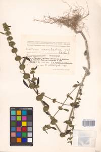 MHA 0 154 646, Chaiturus marrubiastrum (L.) Ehrh. ex Rchb., Eastern Europe, Lower Volga region (E9) (Russia)