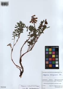 KUZ 001 280, Hedysarum austrosibiricum B.Fedtsch., Siberia, Altai & Sayany Mountains (S2) (Russia)