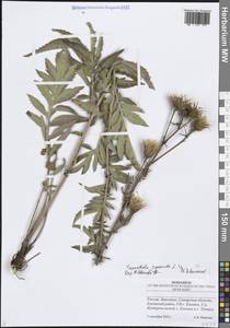 Serratula coronata L., Eastern Europe, Middle Volga region (E8) (Russia)