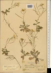 Arabis caucasica Willd., Crimea (KRYM) (Russia)