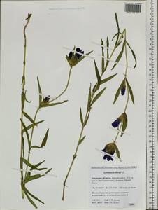 Gentiana triflora, Siberia, Russian Far East (S6) (Russia)