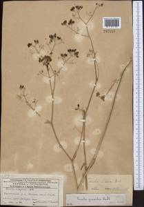 Ferula caspica M.Bieb., Middle Asia, Muyunkumy, Balkhash & Betpak-Dala (M9) (Kazakhstan)