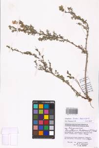 Atraphaxis replicata Lam., Eastern Europe, Lower Volga region (E9) (Russia)