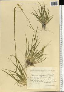 Tofieldia calyculata (L.) Wahlenb., Eastern Europe, Western region (E3) (Russia)