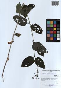 Scrophularia nodosa L., Siberia, Altai & Sayany Mountains (S2) (Russia)