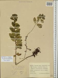 Hylotelephium telephium subsp. telephium, Eastern Europe, Northern region (E1) (Russia)