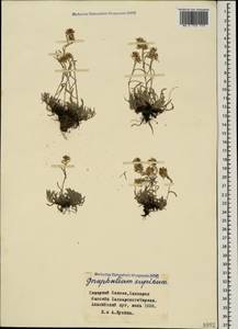 Omalotheca supina (L.) Cass., Caucasus, Stavropol Krai, Karachay-Cherkessia & Kabardino-Balkaria (K1b) (Russia)