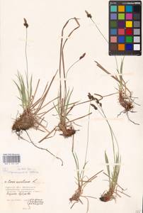 Carex montana L., Eastern Europe, Central forest-and-steppe region (E6) (Russia)