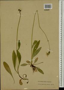 Pilosella floribunda (E. Wimm. & Grab.) Fr., Eastern Europe, North-Western region (E2) (Russia)