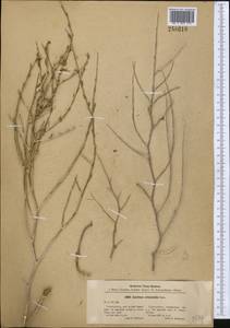 Lactuca orientalis subsp. orientalis, Middle Asia, Pamir & Pamiro-Alai (M2) (Uzbekistan)