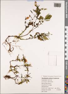 Strobilanthes helictus T. Anderson, South Asia, South Asia (Asia outside ex-Soviet states and Mongolia) (ASIA) (Vietnam)