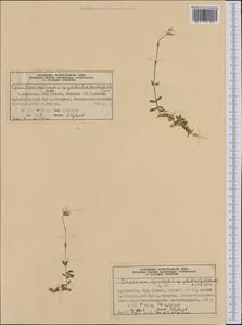 Cerastium alpinum L., Western Europe (EUR) (Norway)