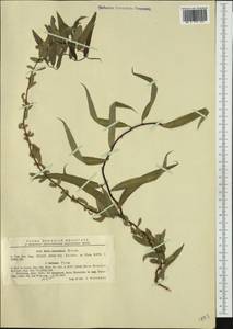 Salix babylonica var. matsudana (Koidz.) H.Ohashi & Yonek., Western Europe (EUR) (Romania)