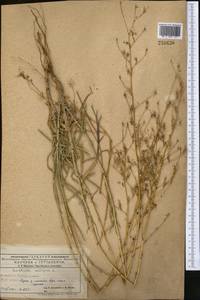 Lactuca saligna L., Middle Asia, Karakum (M6) (Turkmenistan)