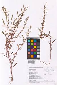 Rumex ucranicus Fisch., Eastern Europe, Central region (E4) (Russia)