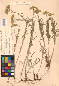 Achillea micrantha Willd., Eastern Europe, South Ukrainian region (E12) (Ukraine)