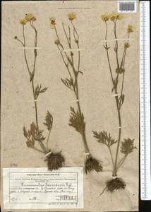 Ranunculus sewerzowii Regel, Middle Asia, Northern & Central Tian Shan (M4) (Kazakhstan)