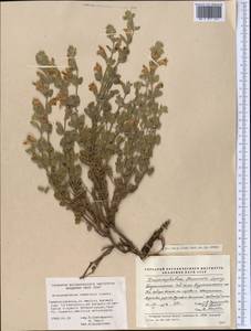 Dracocephalum komarovii Lipsky, Middle Asia, Pamir & Pamiro-Alai (M2) (Tajikistan)