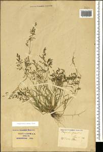 Eragrostis minor Host, Caucasus, Krasnodar Krai & Adygea (K1a) (Russia)