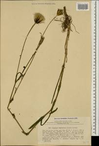 Tragopogon dasyrhynchus Artemczuk, Caucasus, Dagestan (K2) (Russia)