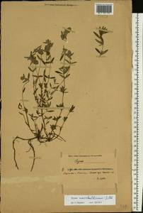 Thymus pannonicus All., Eastern Europe, South Ukrainian region (E12) (Ukraine)