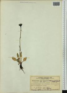 Hieracium nigrescens Willd., Western Europe (EUR) (Norway)