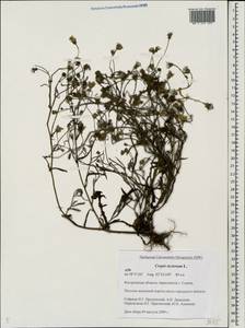 Crepis tectorum L., Eastern Europe, Central forest region (E5) (Russia)