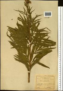 Jacobaea cannabifolia (Less.) E. Wiebe, Siberia, Baikal & Transbaikal region (S4) (Russia)