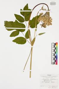 Laserpitium latifolium L., Eastern Europe, Central region (E4) (Russia)