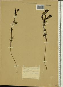 Melampyrum nemorosum L., Eastern Europe, Central forest region (E5) (Russia)