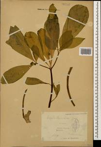 Scopolia carniolica Jacq., Caucasus, Krasnodar Krai & Adygea (K1a) (Russia)