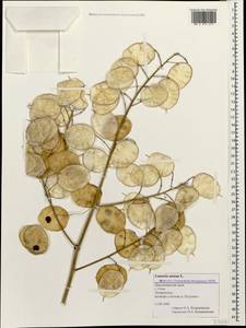 Lunaria annua L., Caucasus, Black Sea Shore (from Novorossiysk to Adler) (K3) (Russia)