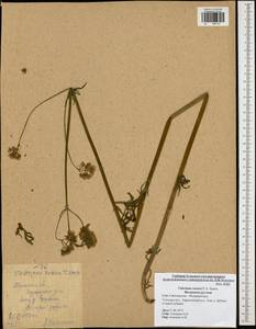 Valeriana rossica P. A. Smirn., Eastern Europe, Central region (E4) (Russia)