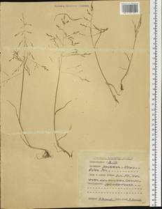 Puccinellia distans (Jacq.) Parl., Siberia, Altai & Sayany Mountains (S2) (Russia)