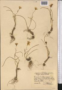 Gagea serotina (L.) Ker Gawl., Middle Asia, Western Tian Shan & Karatau (M3) (Uzbekistan)