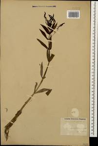 Veronica anagallis-aquatica L., Caucasus, Azerbaijan (K6) (Azerbaijan)