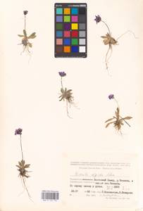 Primula algida Adams, Middle Asia, Middle Asia (no precise locality) (M0)