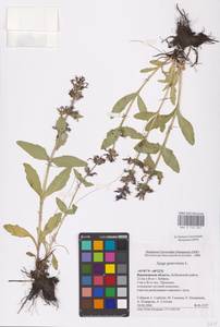 MHA 0 155 067, Ajuga genevensis L., Eastern Europe, Central forest-and-steppe region (E6) (Russia)