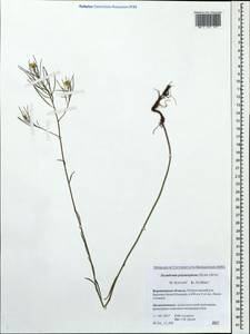 Sisymbrium polymorphum (Murray) Roth, Eastern Europe, Central forest-and-steppe region (E6) (Russia)