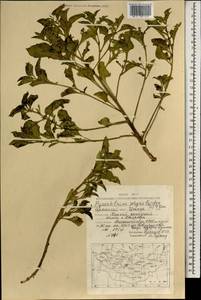 Physochlaina physaloides (L.) G. Don, Mongolia (MONG) (Mongolia)